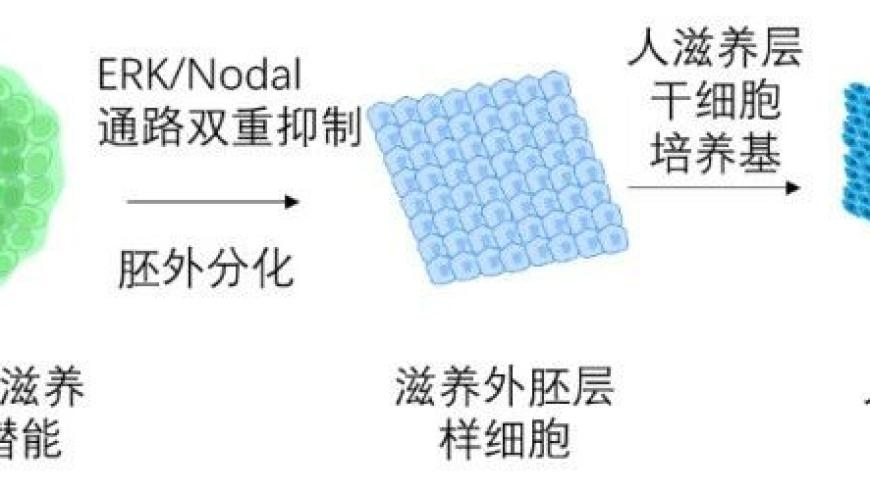澳门朱雀网站六肖18码,大学生论文AI味儿渐浓,最新核心解答落实_储蓄版V1.8